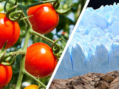 Montage tomatoes and mountain scene.