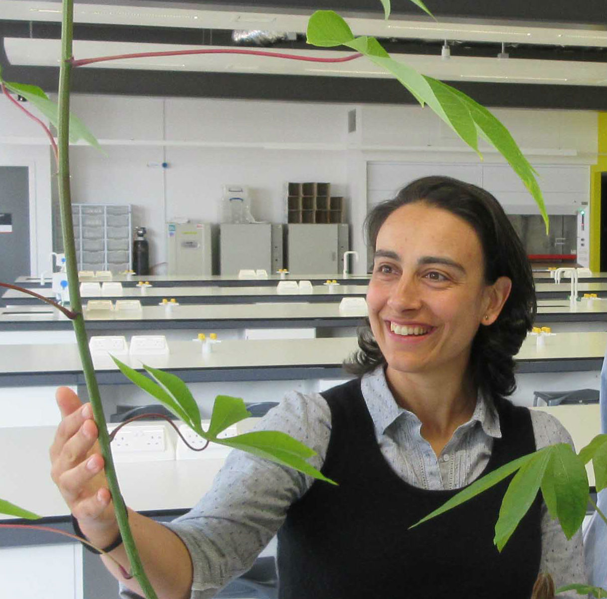 Researcher with plants in the greenhouse.