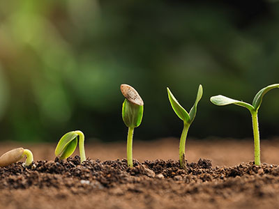 plant shoots increasing in size grow out the soil