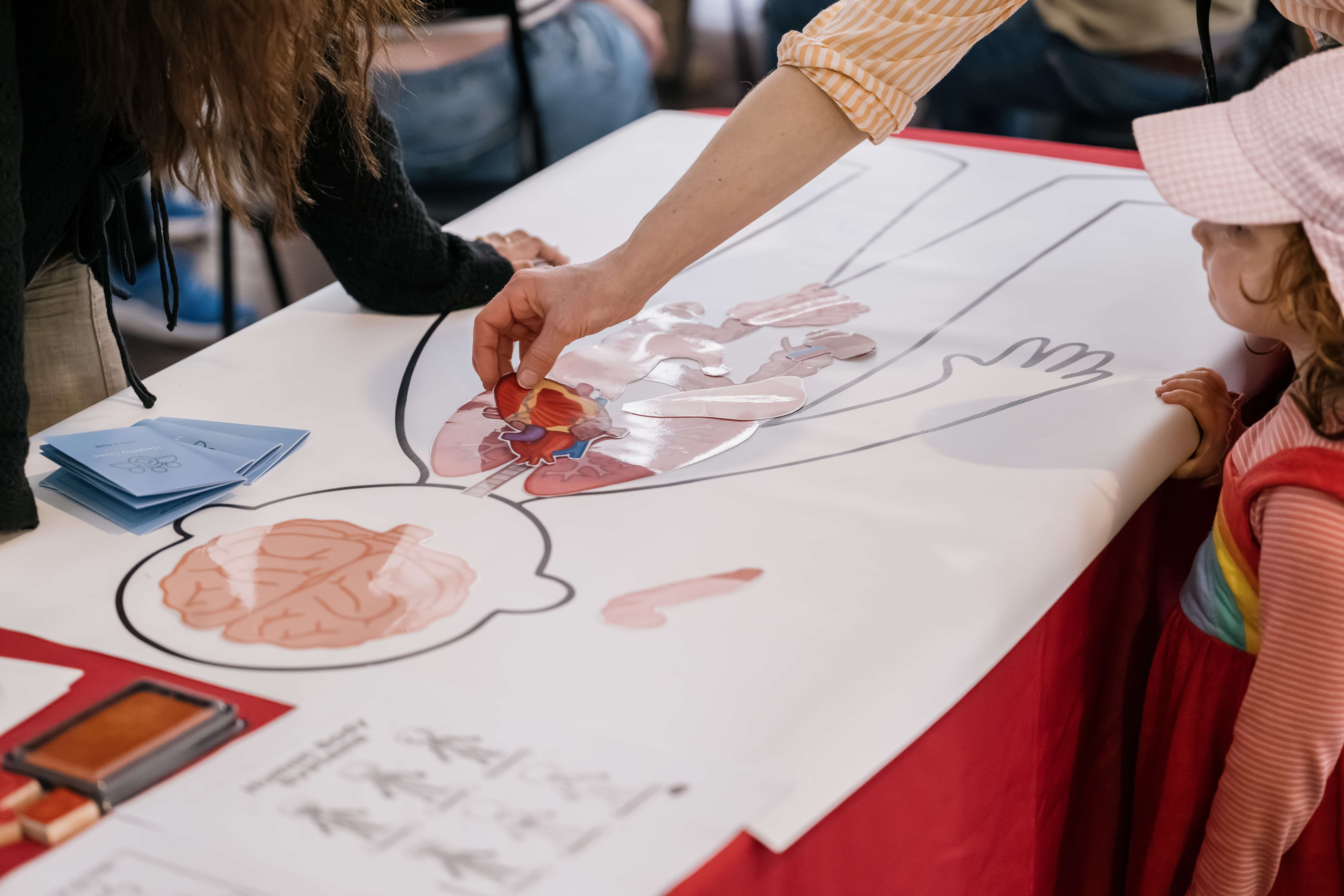 people put organs on a paper outline of a person