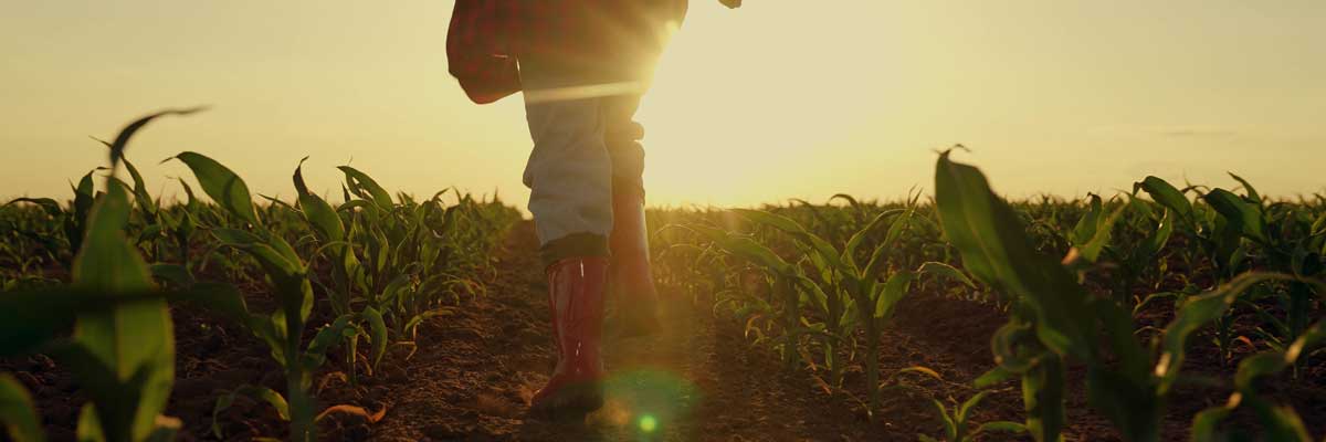 Farm child in a field of corn with sunset in background