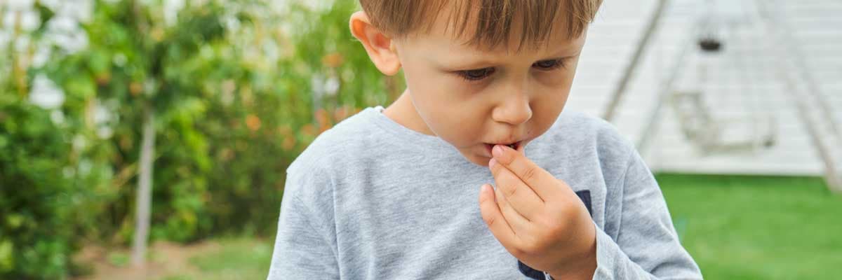 Young boy holding and eating raspberries in backyard