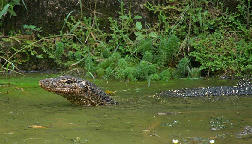 Monitor lizard by Anne Davis: Image shows a monitor lizard in water near Sunway University, Malaysia