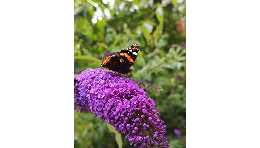 Red admiral butterfly by Leonardo de Sousa Miranda: Red admiral butterfly landed on purple flowers