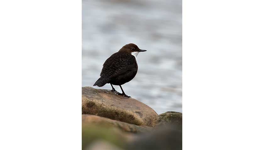 Dipper by Daniel McIntosh: Image shoiws Dipper bird at River Lune