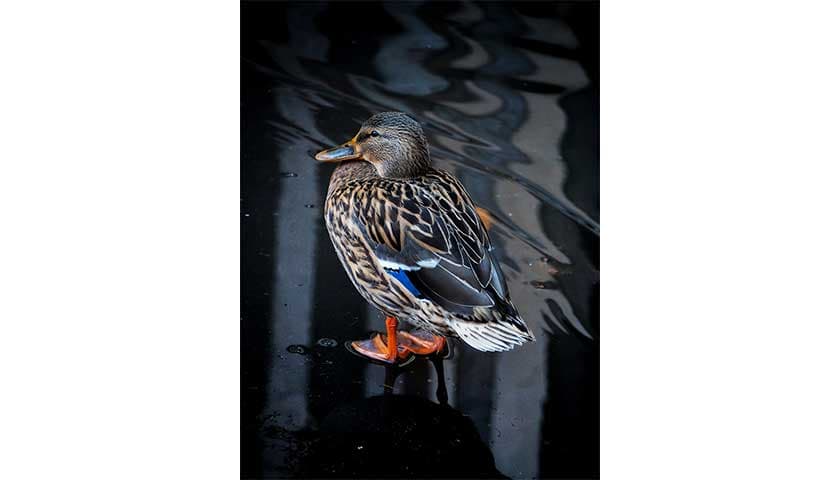 Mallard duck by Amy Heaton: Image shows a mallard at Fylde duck pond