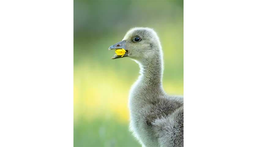 Greylag gosling by Christine Armstrong: Image shows a gosling with a yellow flower in beak
