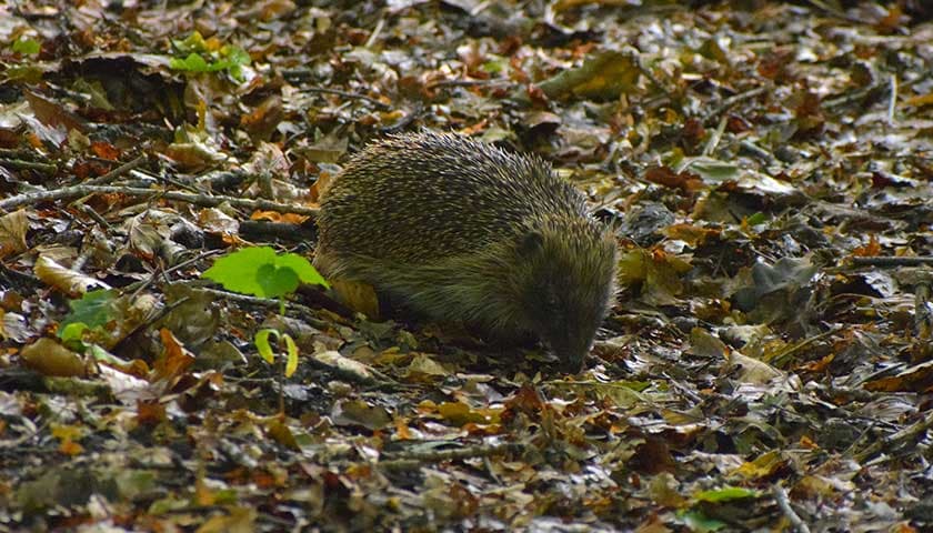 Hedgehog by John Ray: Image shows hedgehog in the leaves