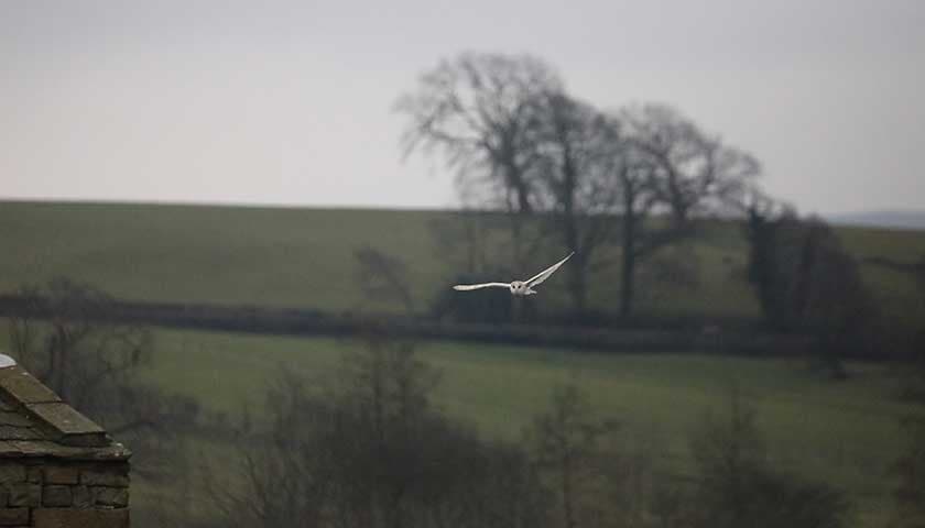 Barn owl by Konrad Kurowski: Image shows barn owl in flight near the River Lune