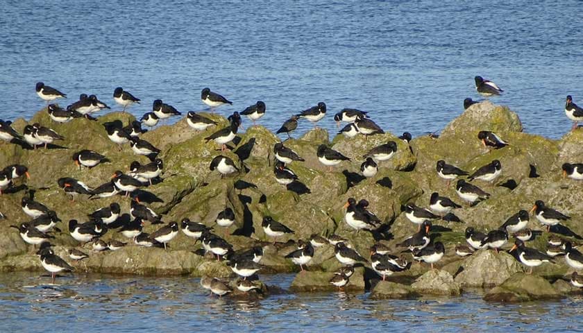 Oyster catchers by Saffron Leathem: Image shows oyster catchers at Morecambe Bay