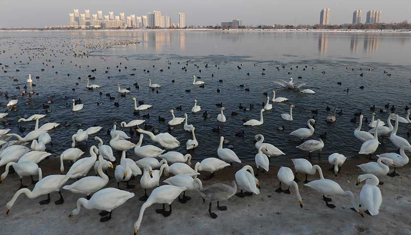 Whooper swans by Pan Yue: image shows whooper swans at Cherry Lake near Lancaster University College