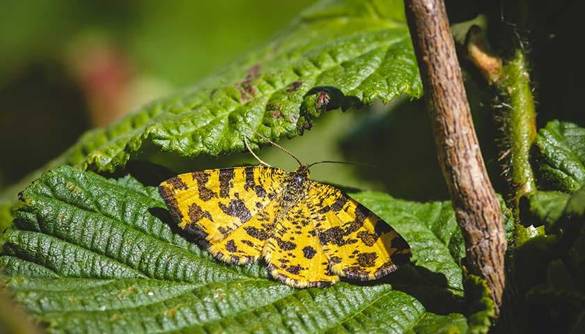 Speckled yellow moth by Hannah Risser: Image shows Speckled yellow moth on a green leaf