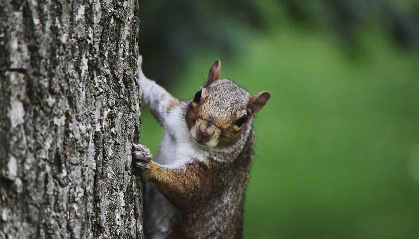 Grey squirrel by Emily Parrott: Image shows squirrel climbing a tree trunk looking at the camera