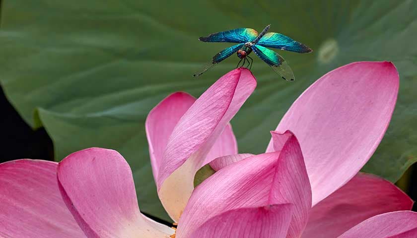 A dragonfly landed on a pink flower