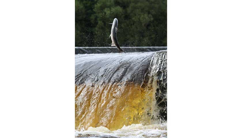 Salmon by Konrad Kurowski: Image shows salmon jumping below Skerton Weir, river Lune
