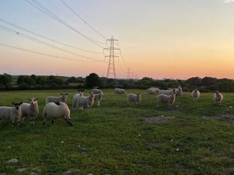 A flock of sheep on a field with the sunset at the background.