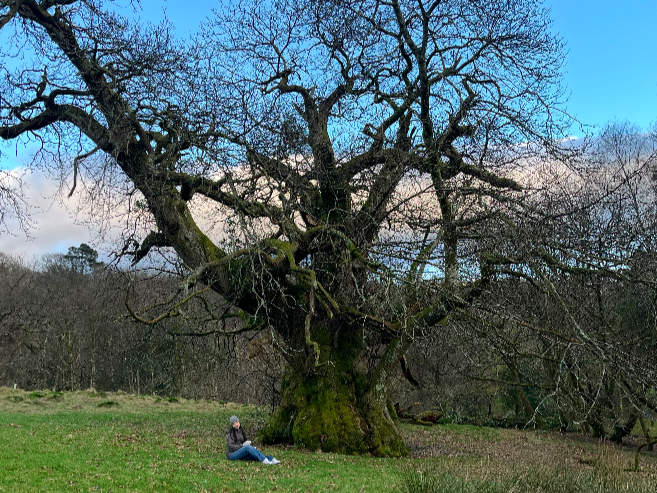 A person sitting under a tree.