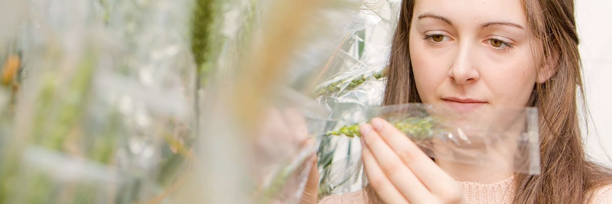 A student studies the growth and development of plant crops.