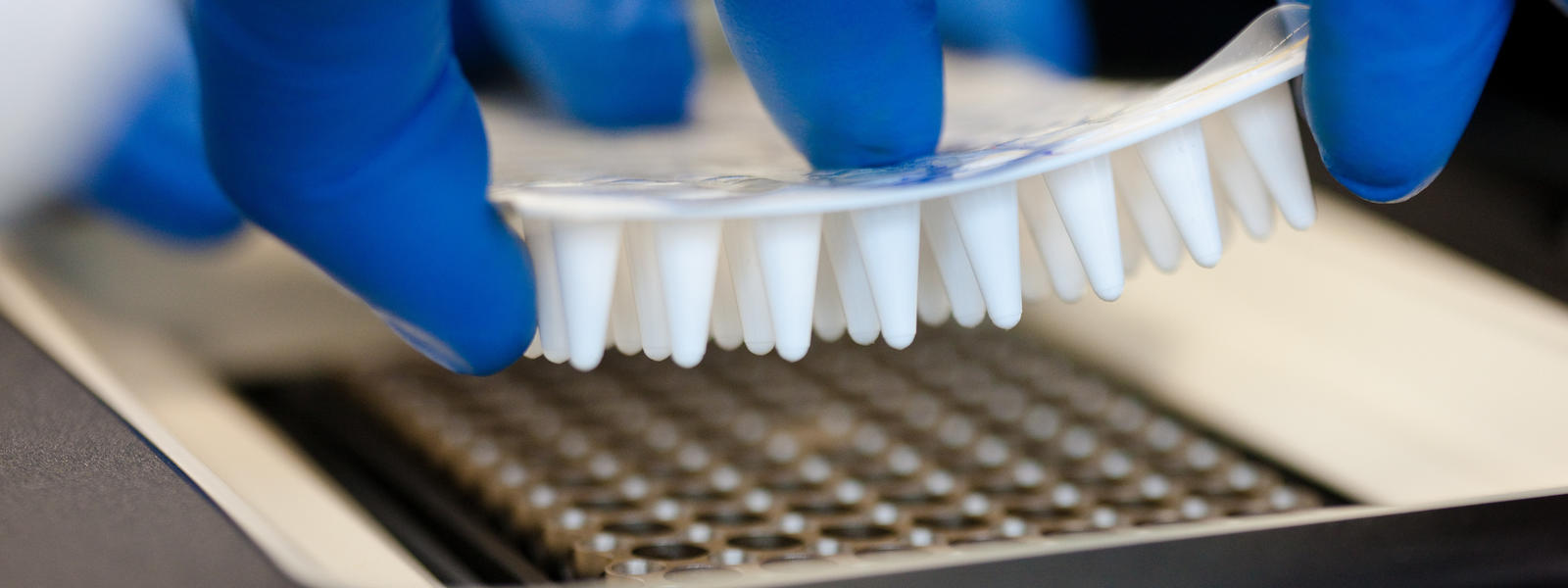 A close up of a scientist performing a test on some samples. The research is multi-faceted.