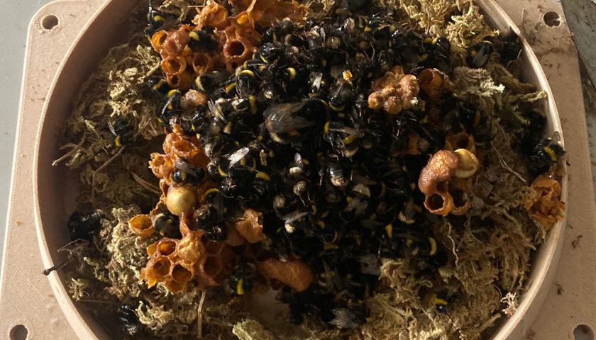 A bumblebee nest in a BeeBox