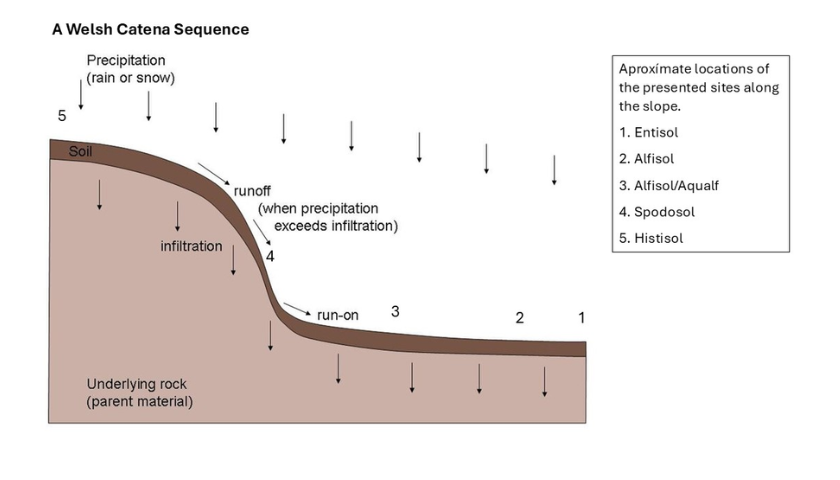 A diagram showing the Welsh Catena Sequence. At the top of the slope are histosols followed by spodosols (where the majority of water runoff and infiltration occurs), then slifsols/aquafal at the beginning of where run-on occurs, with alfisols and entisols located at the far end.