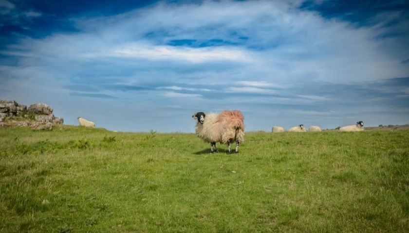 A sheep on a pavement