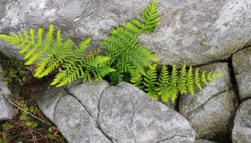 A fern growing in a limestone pavement