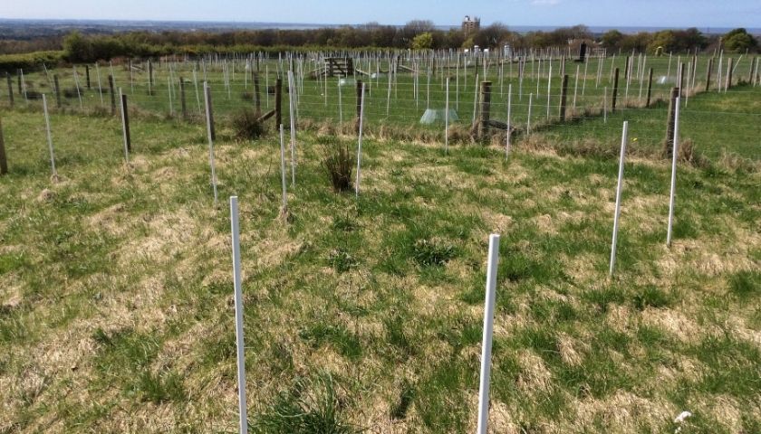 Grassland experimental enclosures