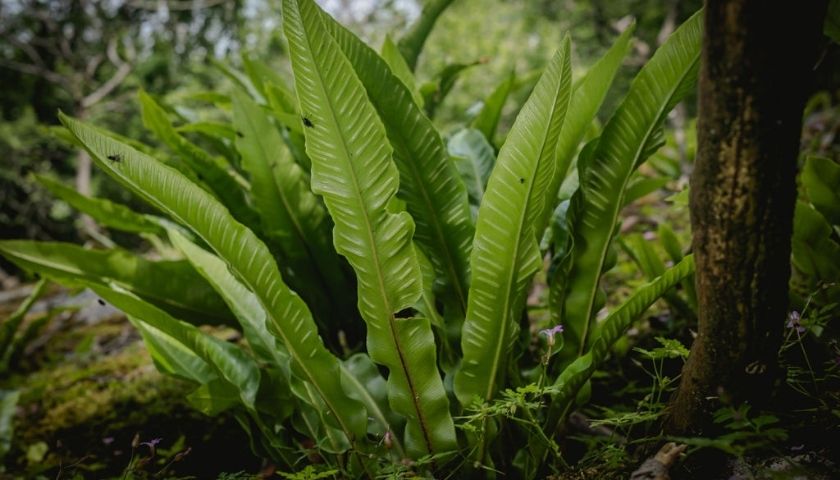 Hart's tongue fern