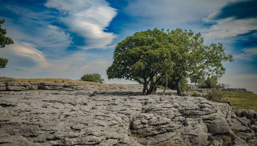 A dead tree on a limestone pavement