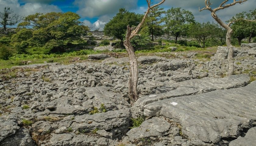 Dead tree on a limestone pavement