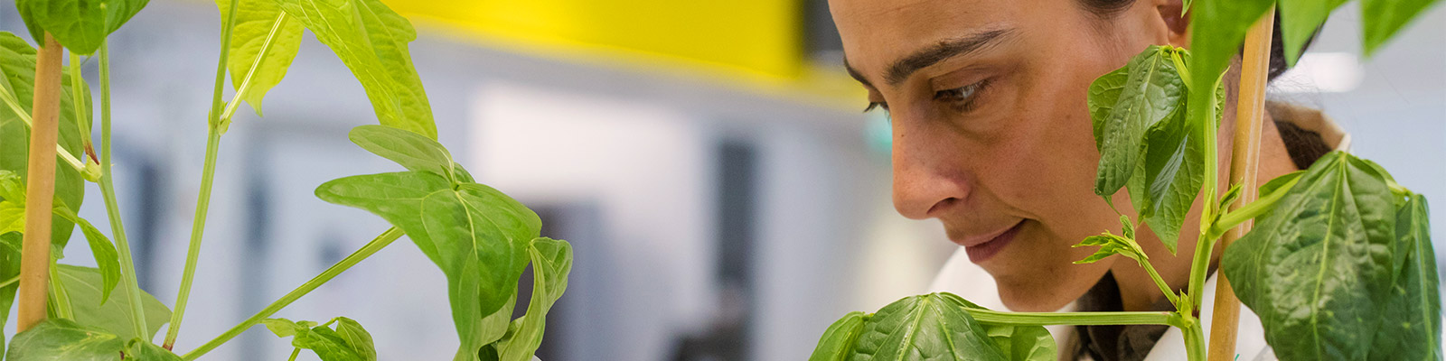 An academic examining a plant