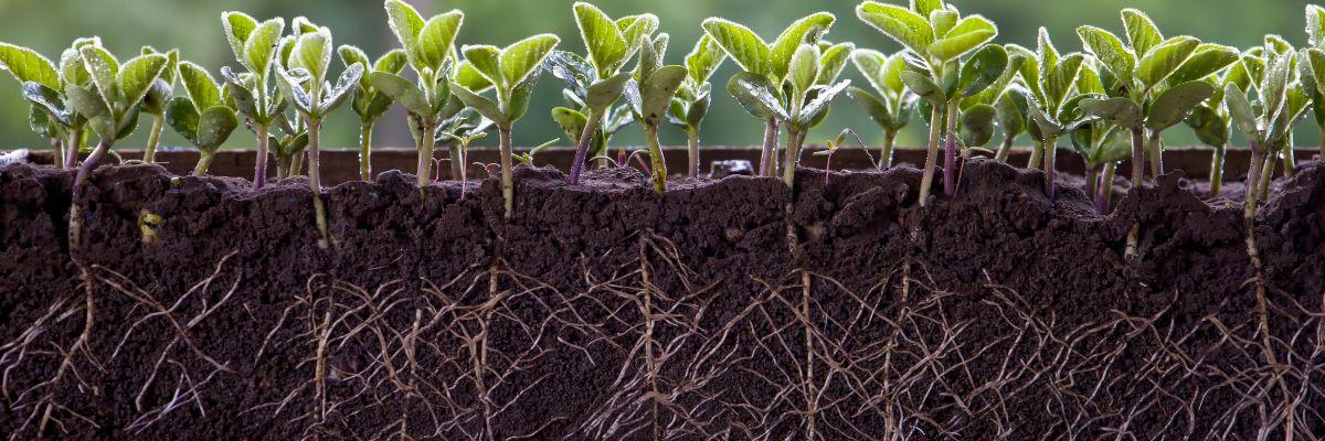 Soybeans planted in soil, with their roots visible