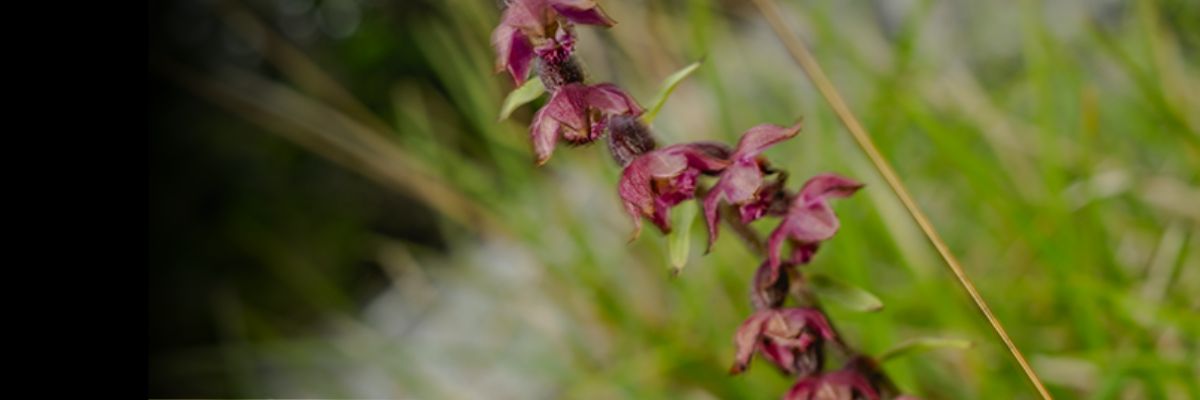 Dark red helliborine on a limestone pavement