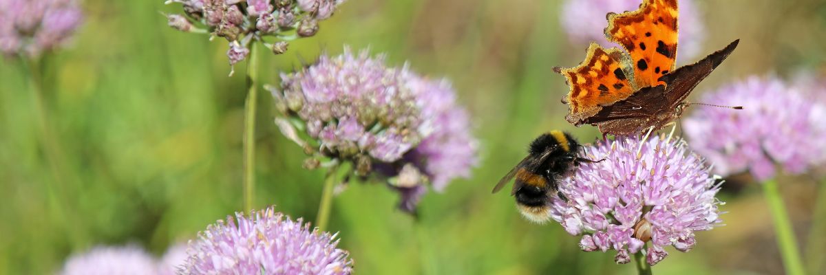 Bees and butterflies on wildflowers
