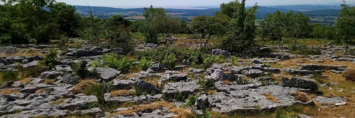 A limestone pavement near a copse of trees