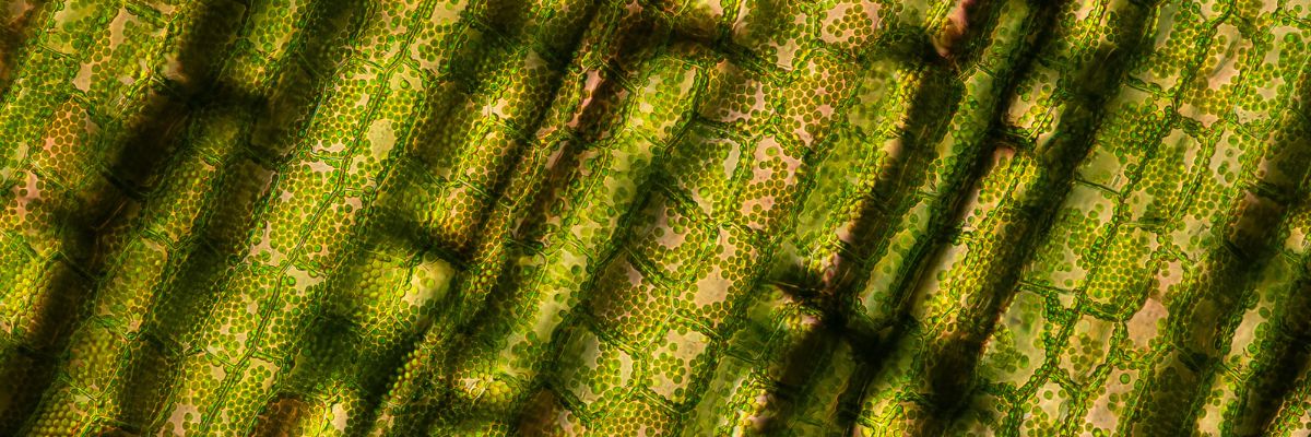 Chlorophil in plants