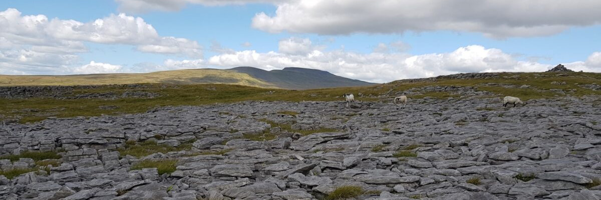 Sheep grazing on a limestone pavement