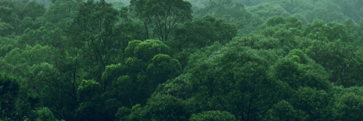 A rainforest canopy