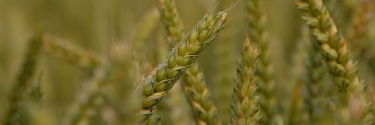 A wheat field