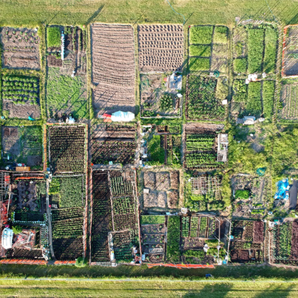 An aerial view of an allotment