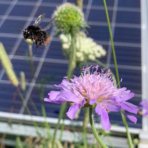A bee landing on a scabious flower in front of a solar panel