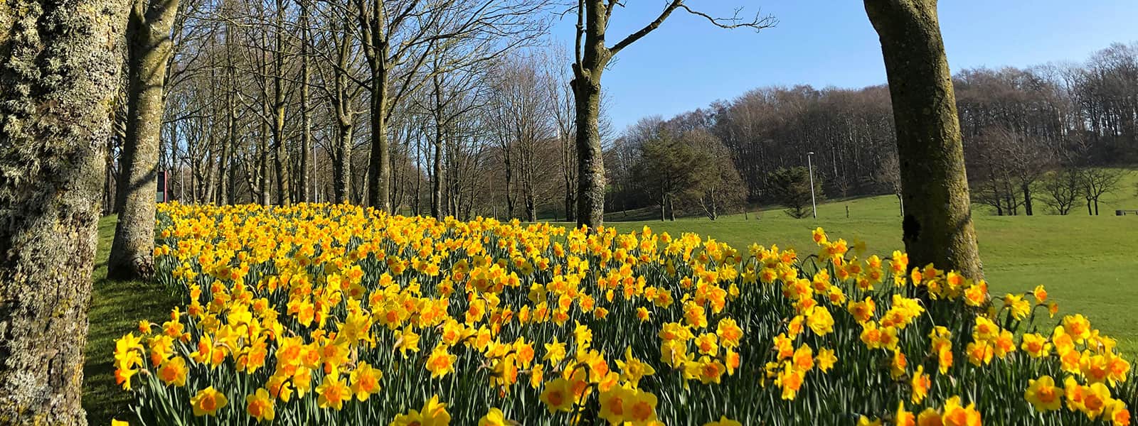 Daffodils on campus