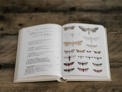 An open vintage textbook with butterflies.