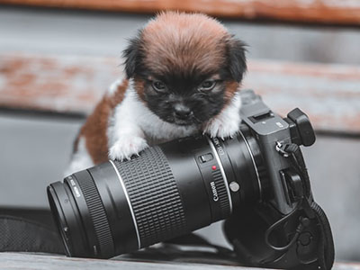 A puppy leaning on a professional camera.