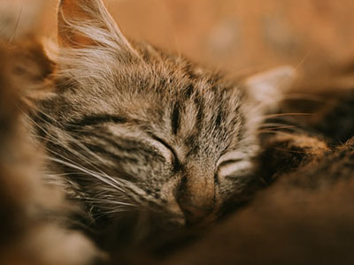 A cozy cat snuggling some blankets.