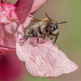 Aerial view of houses 