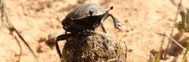 Dung Beetle874x289