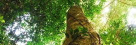 A tropical forest tree looking up into canopy