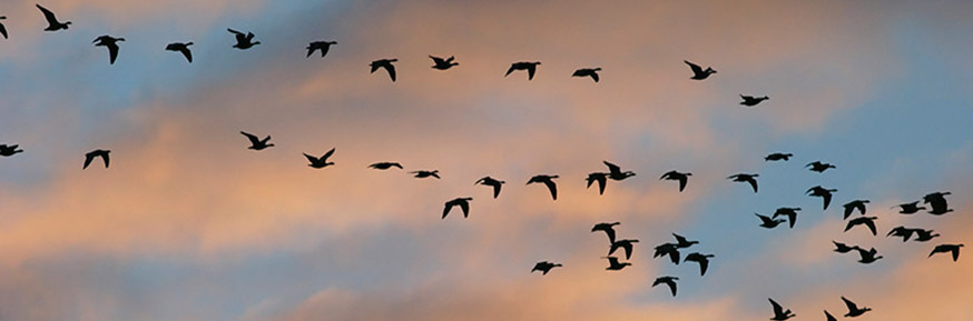 Pink-footed geese in flight